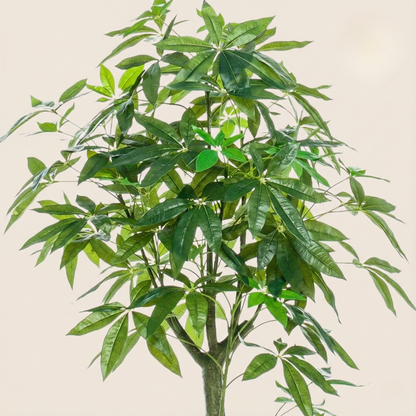 Kunstplant Pachira Aquatica (Geldboom) - H 150 cm