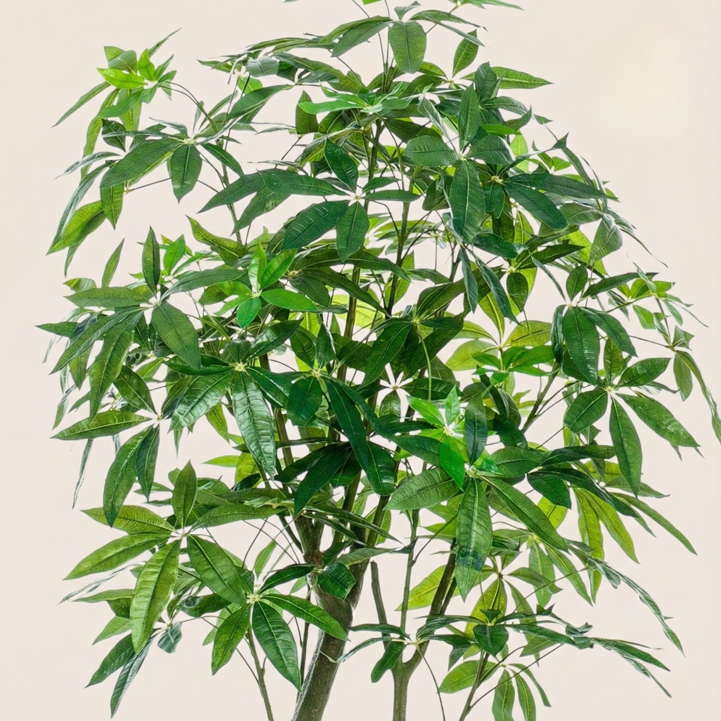 Kunstplant Pachira Aquatica (Geldboom) - H 180 cm
