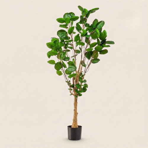 Kunstplant Polyscias (Aralia) - H 150 cm