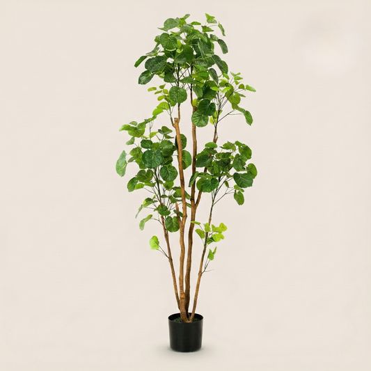 Kunstplant Polyscias (Aralia) - H 160 cm