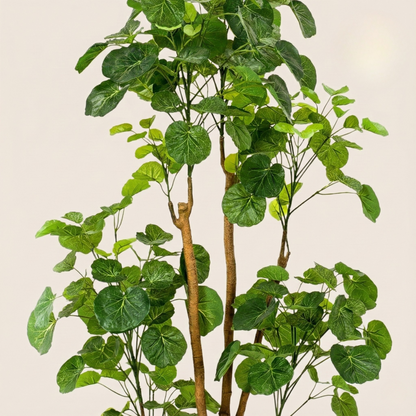 Kunstplant Polyscias (Aralia) - H 160 cm