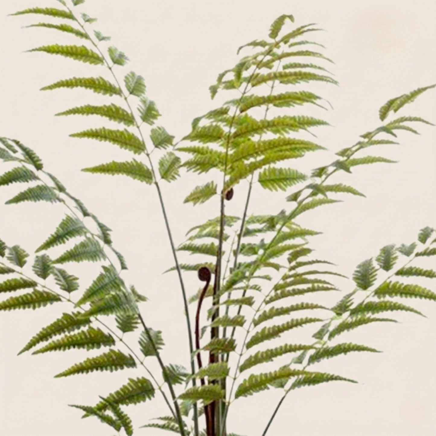 Kunstplant Rumohra Adiantiformis (Ledervaren) - H 150 cm