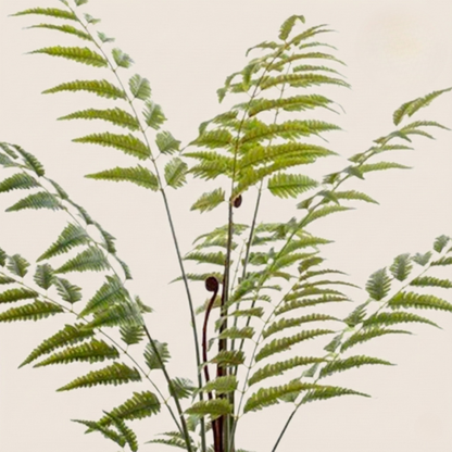 Kunstplant Rumohra Adiantiformis (Ledervaren) - H 150 cm