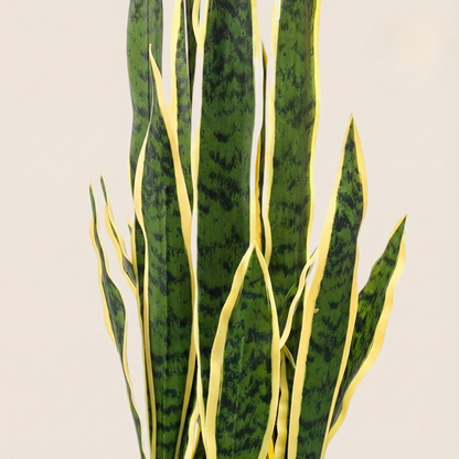 Kunstplant Sanseveria Trifasciata  (Vrouwentong) - H 97 cm