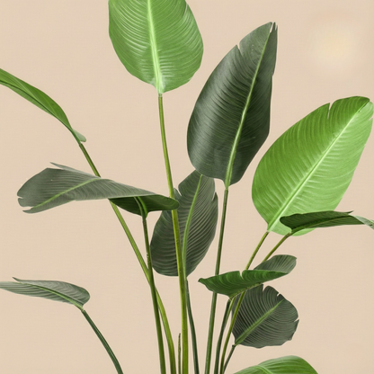 Kunstplant Strelitzia Nicolai (Paradijsvogelbloem) - H 230 cm