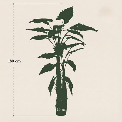 Kunstplant Alocasia (Olifantsoor) - H 180 cm