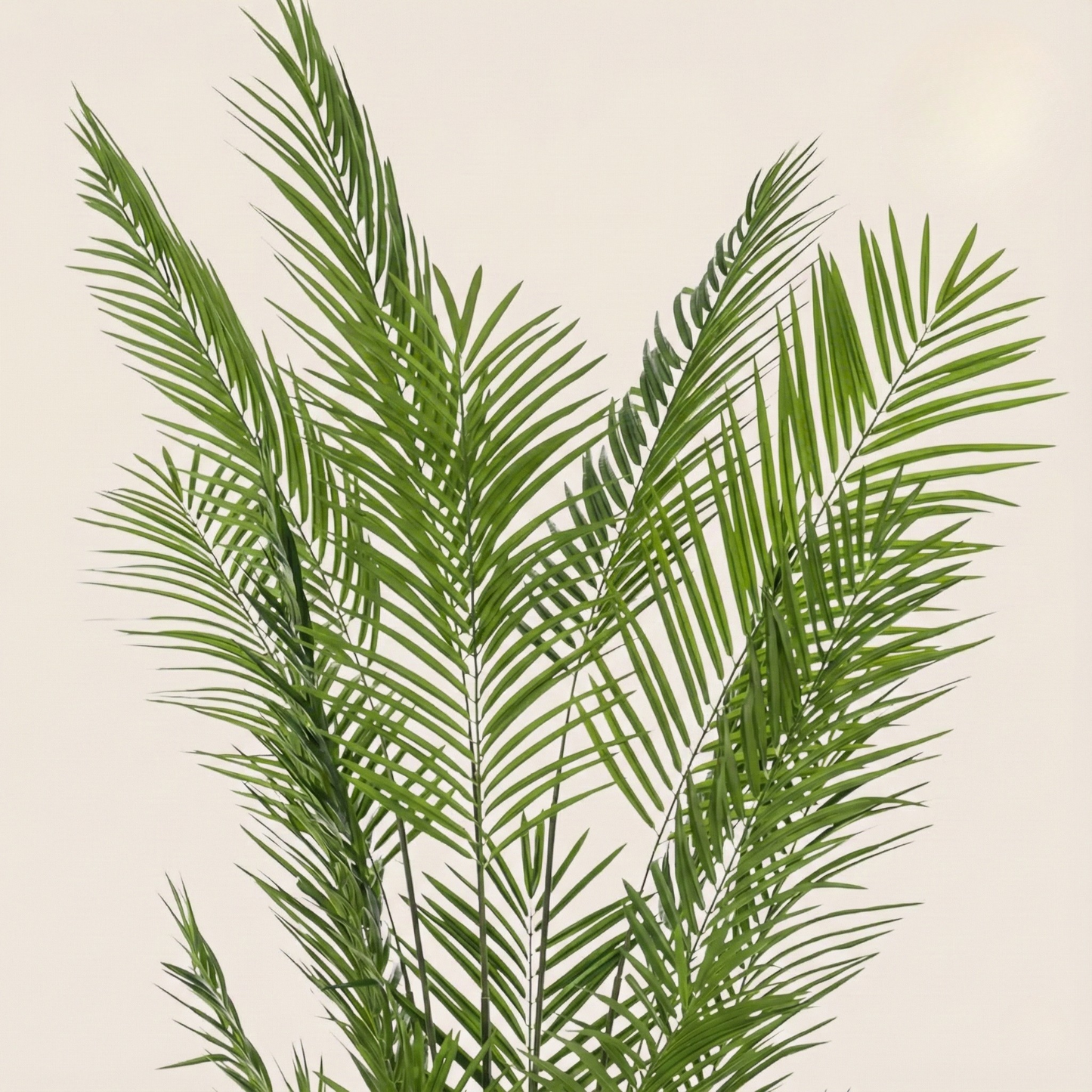 Kunstplant Areca Lutescens (Goudpalm) - H 240 cm