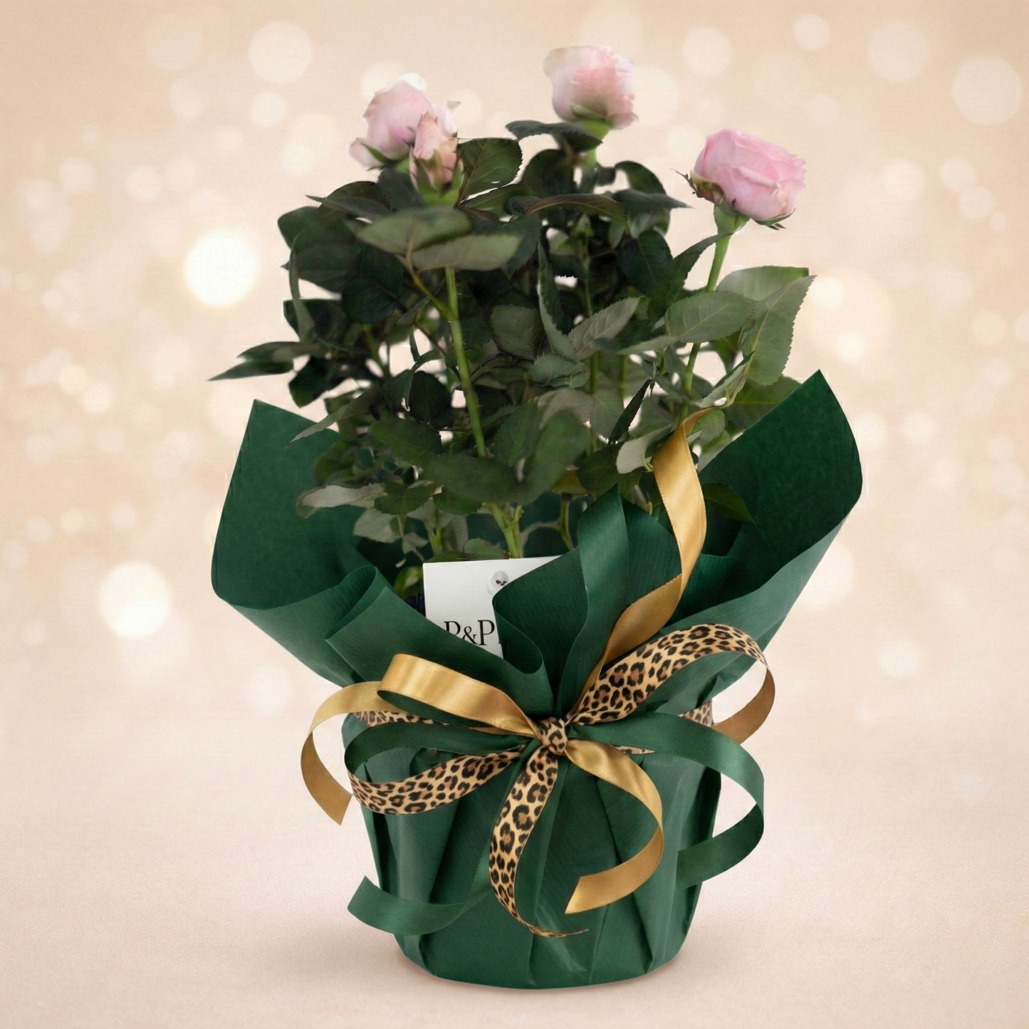 Rosa Light Pink Incl P&PURE Special pour toi