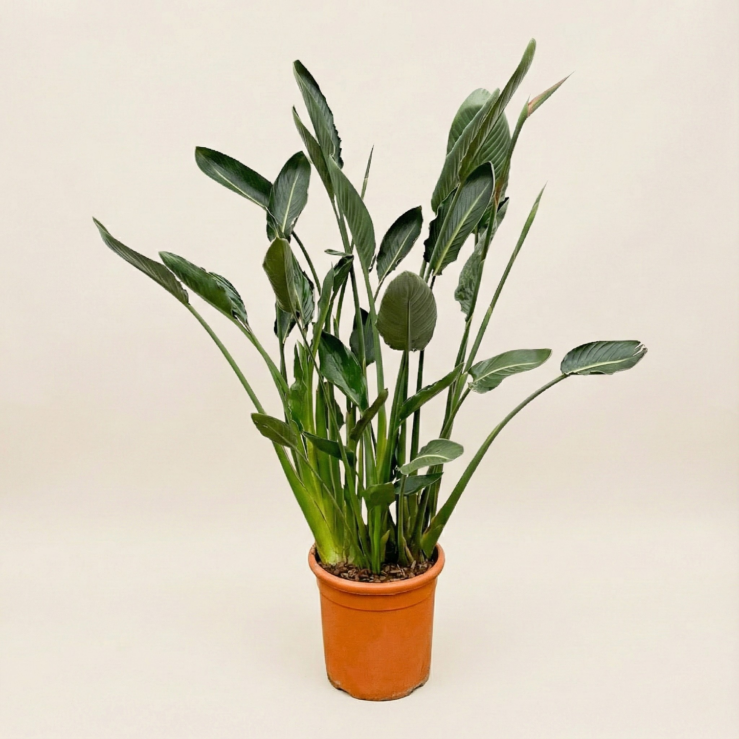 Strelitzia Reginae XL - H 160 cm - Ø 30