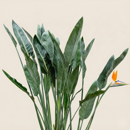 Strelitzia Reginae XL - H 160 cm - Ø 30