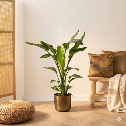 Strelitzia Nicolai - H 100 cm - Ø 21 cm
