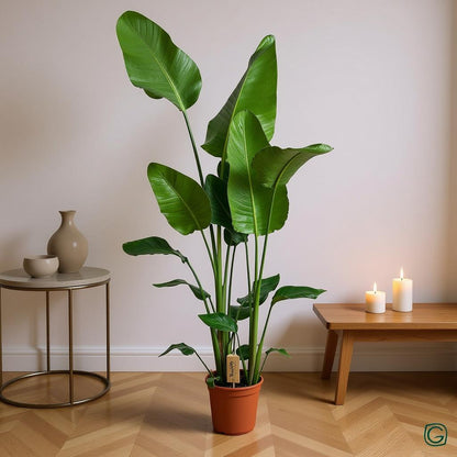 Strelitzia Nicolai - H 130 cm - Ø 21 cm