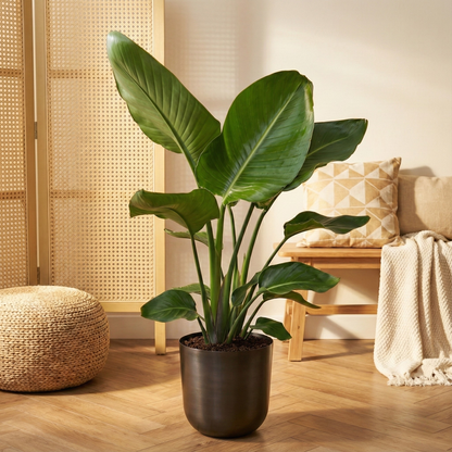 Strelitzia Nicolai - H 90 cm - Ø 19 cm