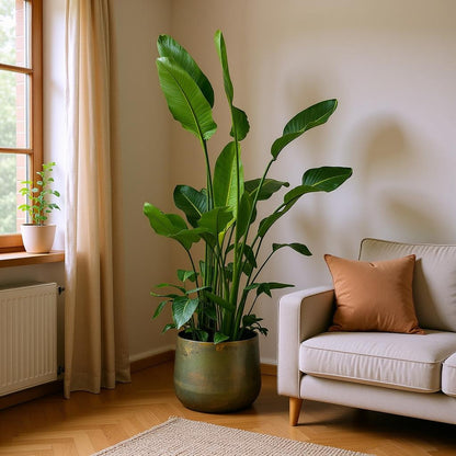Strelitzia Nicolai De Luxe XL - H 250 cm - Ø 40 cm
