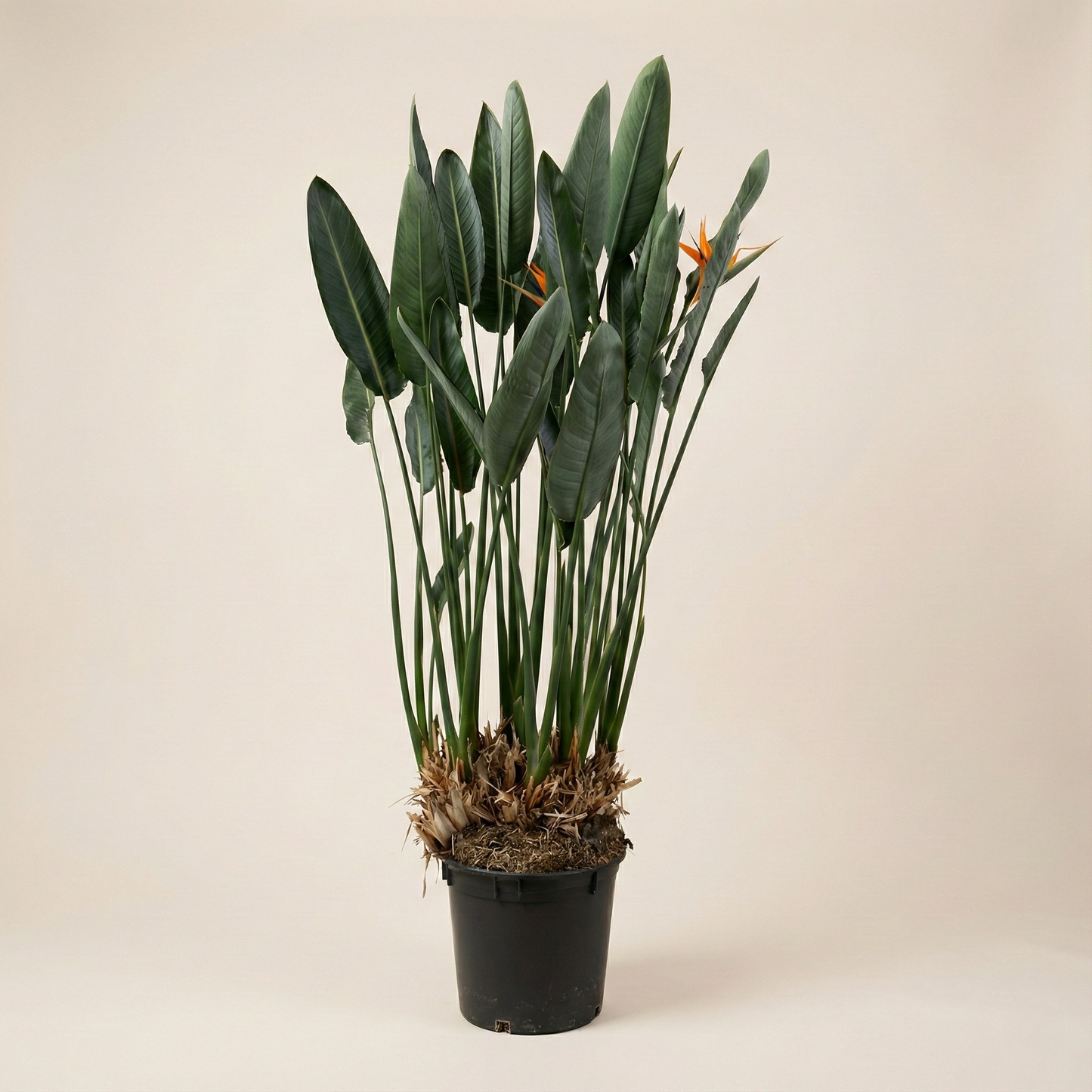 Strelitzia Reginae XXL  - H 200 cm - Ø 50