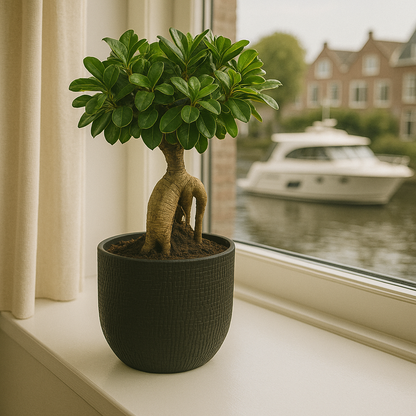 Ficus Microcarpa Ginseng - H 40 cm - Ø 17 cm