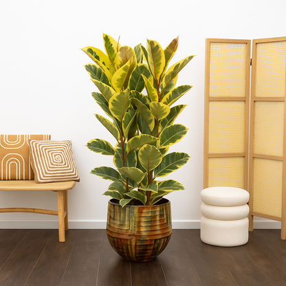 Ficus Elastica Tineke Struik - H 140 cm - Ø 28 cm