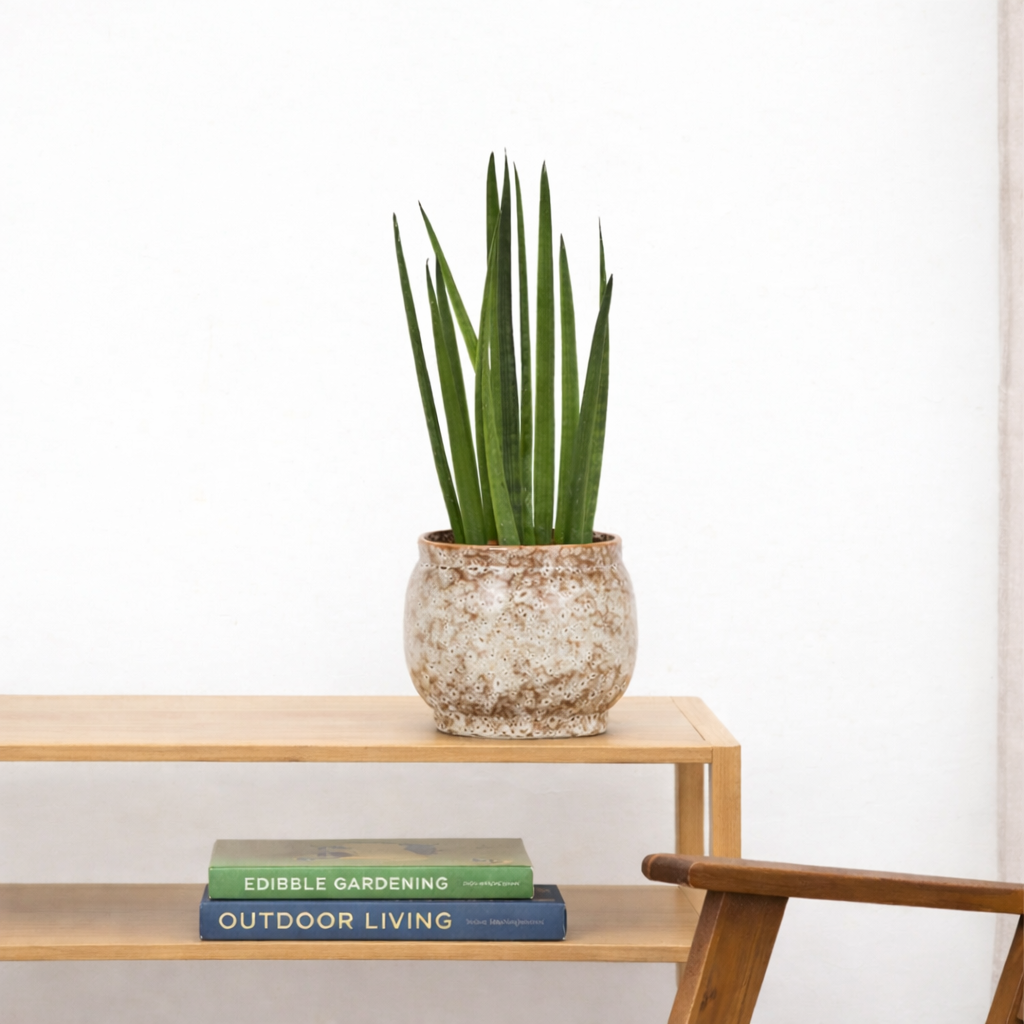 Sansevieria Cylindrica Bacularis / Mikado  - H 40 cm - Ø 12 cm