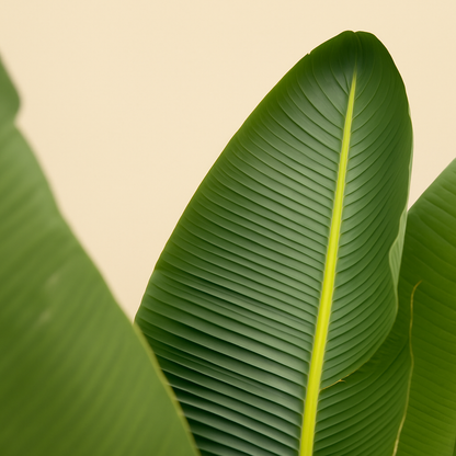 Strelitzia Augusta De Luxe XL - H 250 cm - Ø 38 cm