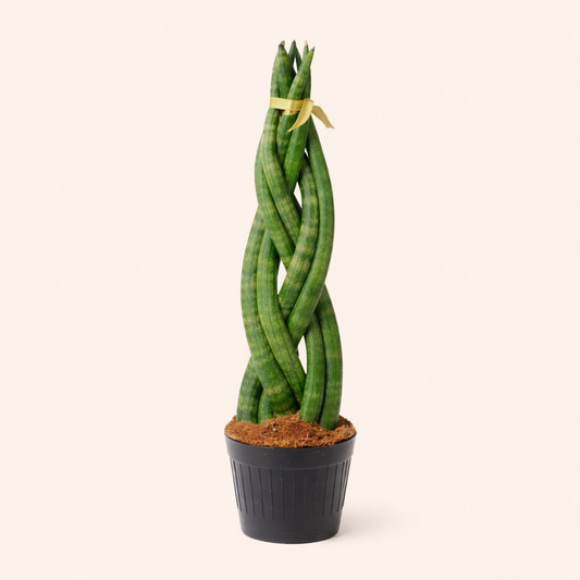 Sansevieria Cylindrica Twist - H 45 cm - Ø 11 cm