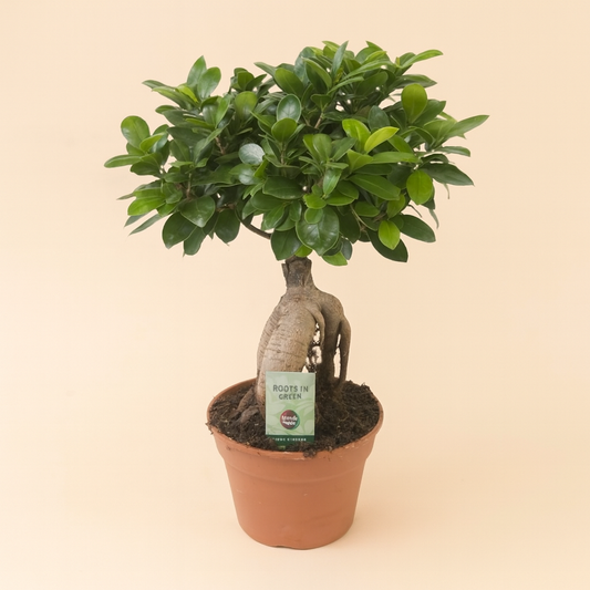 Ficus Microcarpa Ginseng - H 40 cm - Ø 17 cm