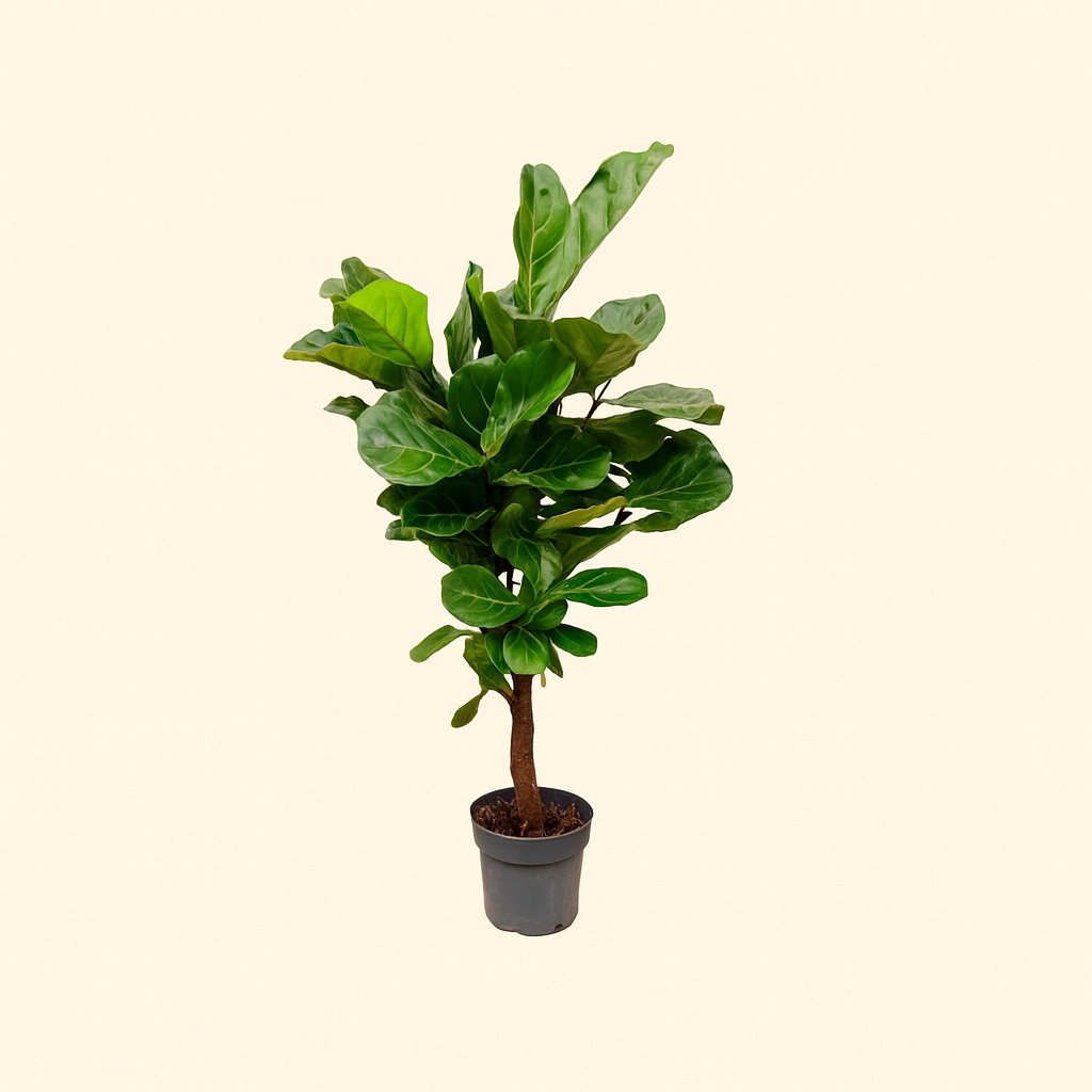 Ficus Lyrata Vertakt - H 130 cm - Ø 27 cm