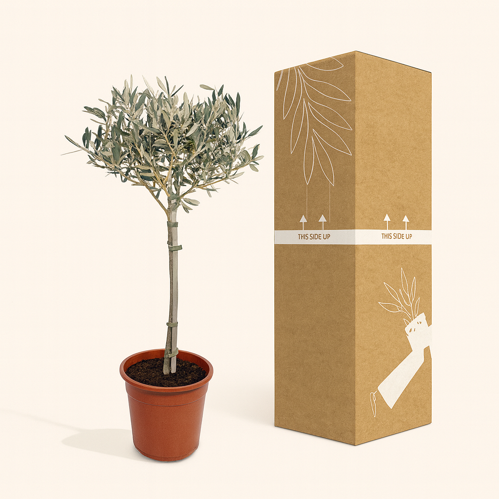 Olea Europaea - H 90 cm - Ø 19 cm