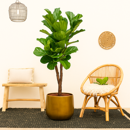 Ficus Lyrata Vertakt XL - H 200 cm - Ø 32 cm