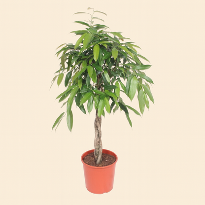 Ficus Amstel King Op Gevlochten Stam - H 140 cm - D 30 cm