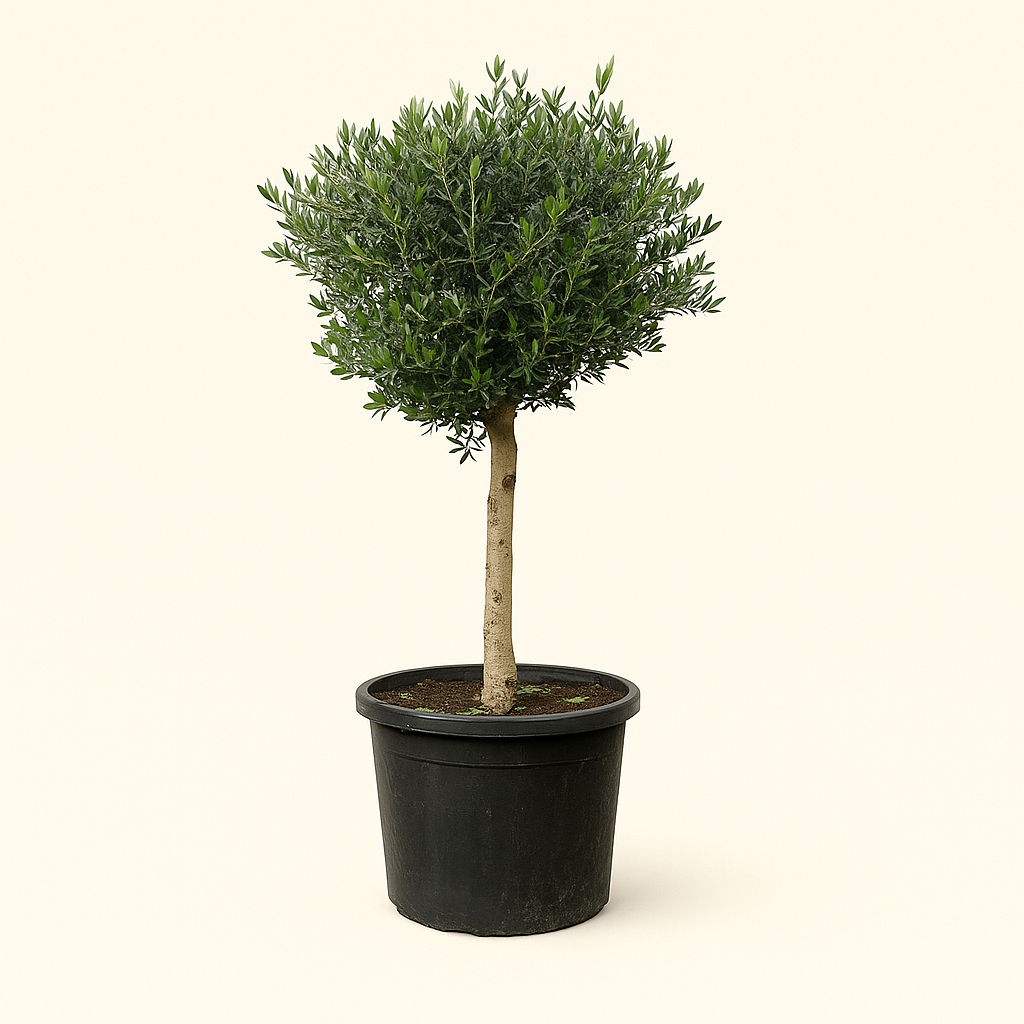 Olea Europaea Lorc - H 180 cm- Ø 50 cm