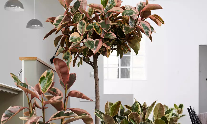 Ficus Elastica Belize op stam - H 130 cm - Ø 24 cm