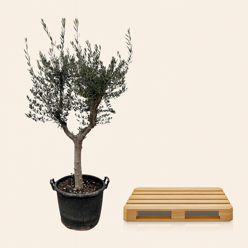 Olea Europaea Cultoiv - H 230 cm- Ø 45 cm