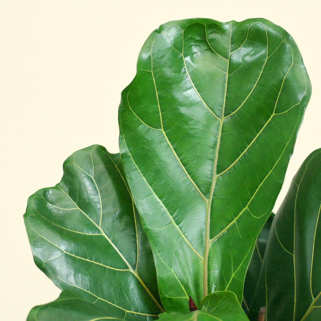 Ficus Lyrata Bambino Incl. Elho Vibes Geel - H 40 cm - Ø 14 cm