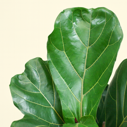 Ficus Lyrata Bambino Incl. Elho Vibes Geel - H 40 cm - Ø 14 cm