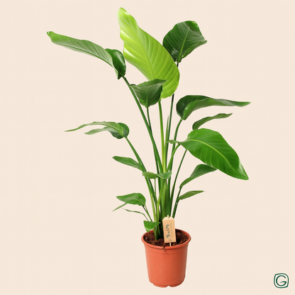 Strelitzia Nicolai - H 100 cm - Ø 21 cm
