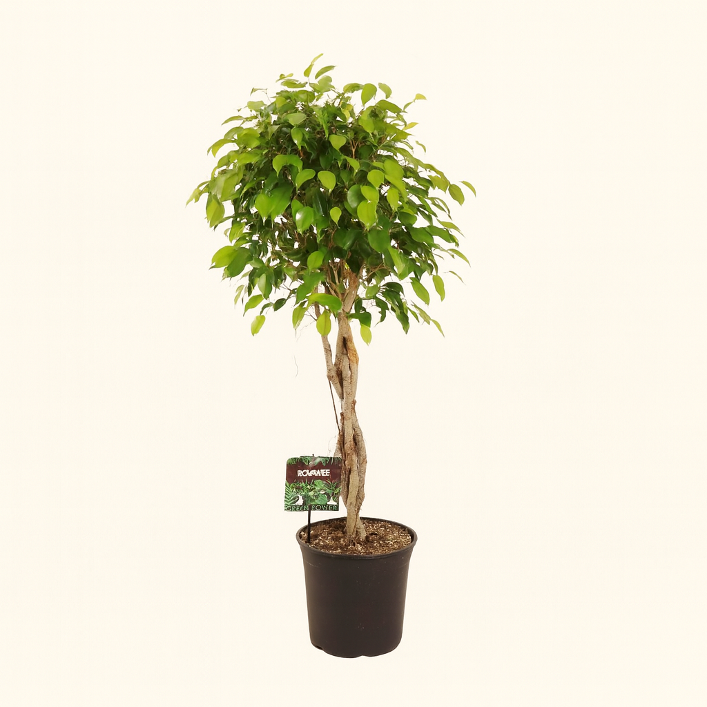 Ficus Benjamina Exotica - H 120 cm - Ø 27 cm