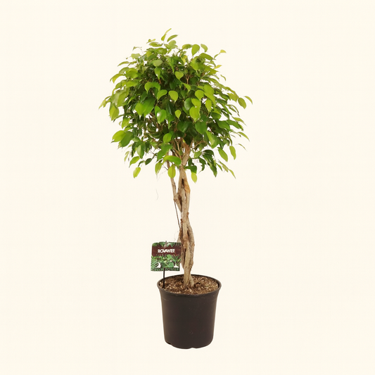 Ficus Benjamina Exotica - H 120 cm - Ø 27 cm