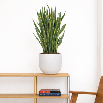 Sansevieria Laurentii - H 110 cm - Ø 35 cm