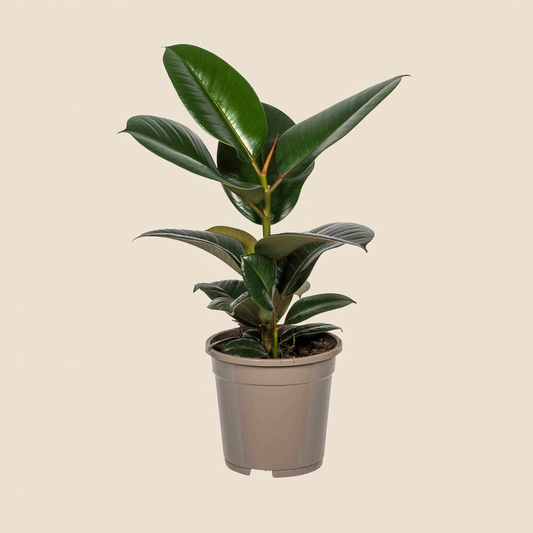 Ficus Elastica Robusta - H 60 cm - Ø 17 cm
