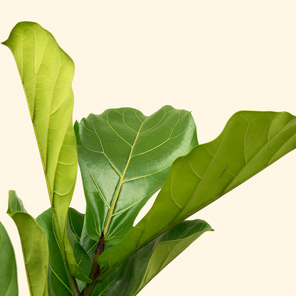 Ficus Lyrata Boom - H 180 cm - Ø 30 cm