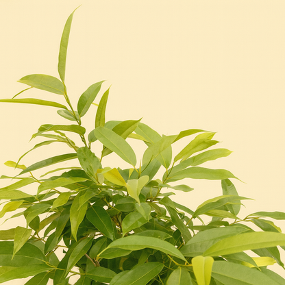 Ficus Amstel King Op Gevlochten Stam - H 140 cm - D 30 cm
