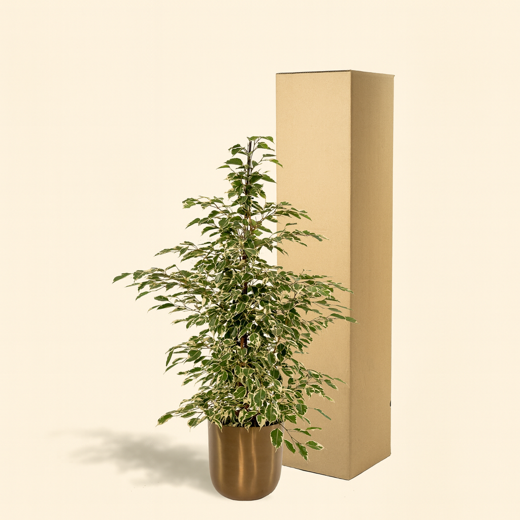 Ficus Benjamina Twilight Incl. Bloempot Mayk Goud - H 95 cm - Ø 21 cm