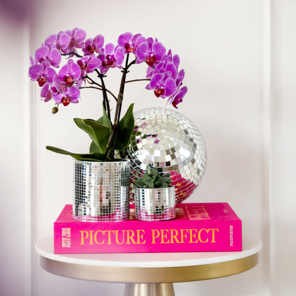 COMBI DEAL - 4 Paarse Vienna Orchideeën - Ø9cm