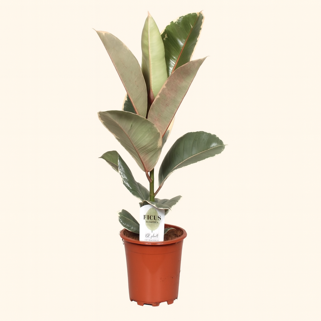 Ficus Elastica Tineke - H 60 cm - Ø 17 cm