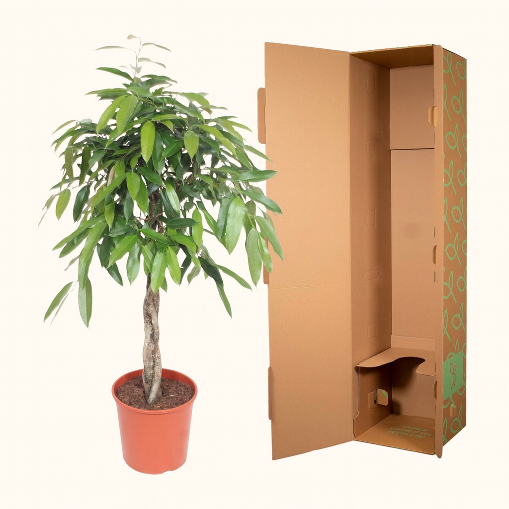 Ficus Amstel King Op Gevlochten Stam - H 140 cm - D 30 cm
