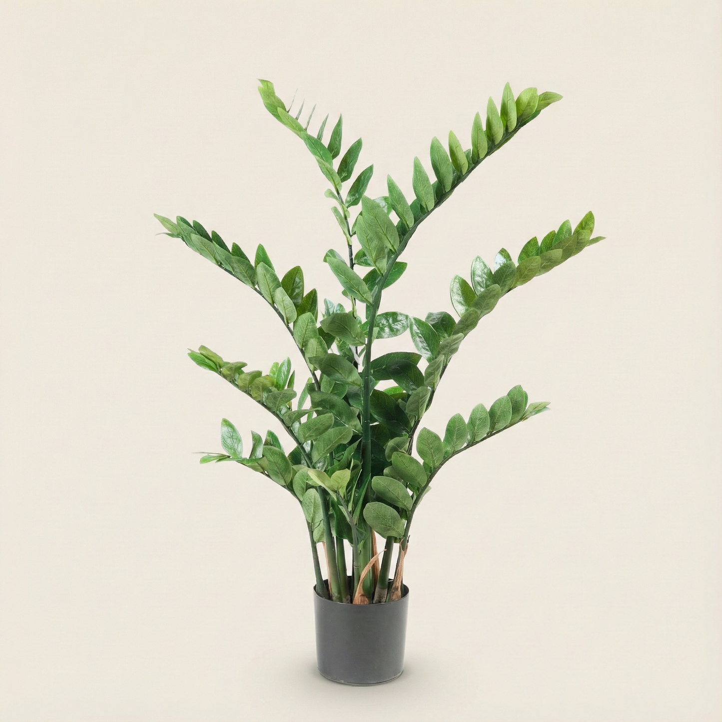 Kunstplant Zamioculcas (Kamerpalm) - H 70 cm