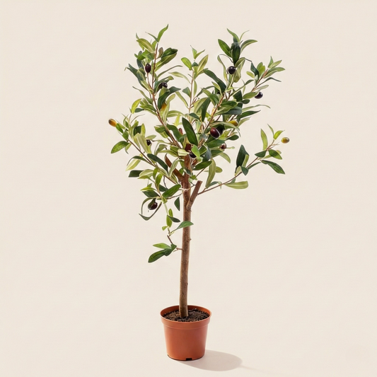 Kunstplant Olea Europaea (Olijfboom) - H 65 cm
