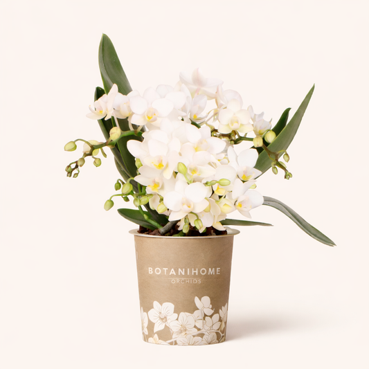 Witte Orchidee Nazaré - Ø9cm