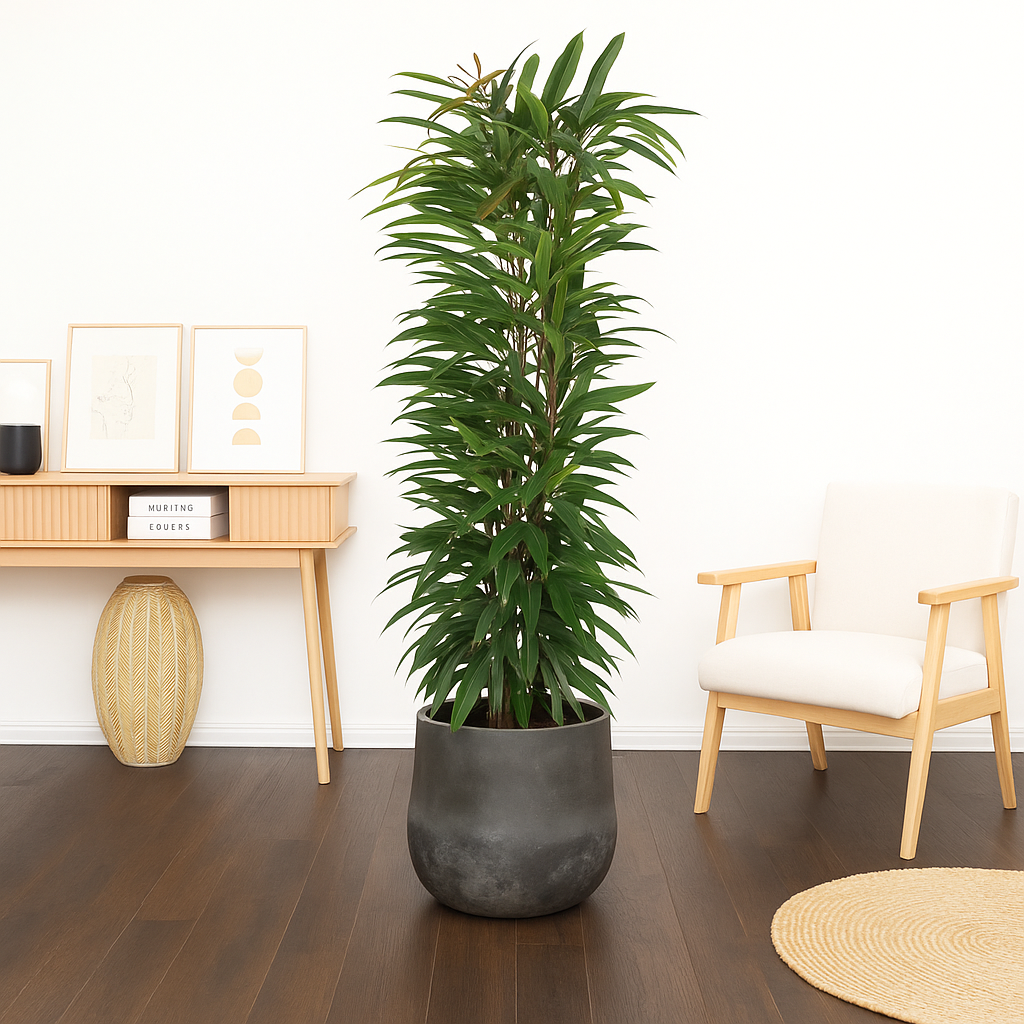 Ficus Alii King Zuil - H 150 cm - Ø 29 cm