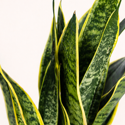 Sansevieria Trifasciata Futura Superba - H 55 cm - Ø 17 cm